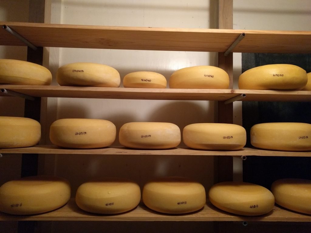 Wheels of organic cheese aging on timber shelves