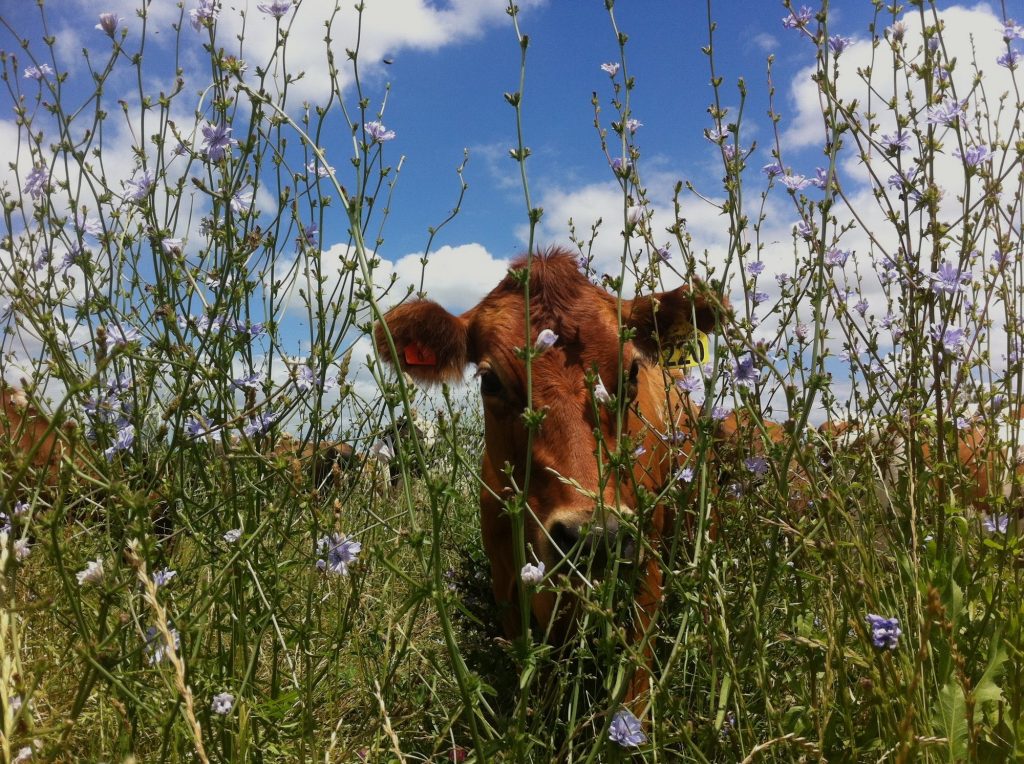 An organic dairy cow on our milk supplier's farm