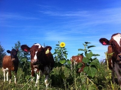 Cows among the sunflowers