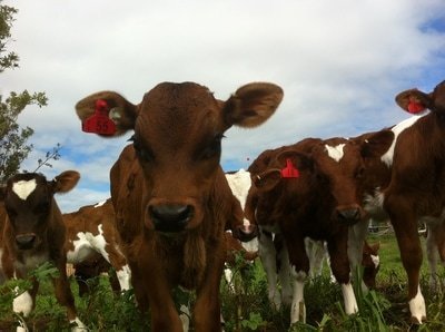 Spring calves on the farm