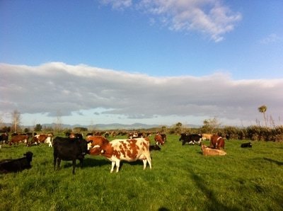 Cows grazing in the paddock