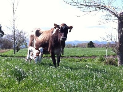 Cow and calf on the organic farm