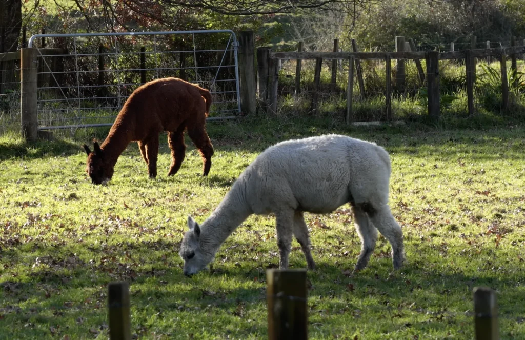 Alpacas grazing in the paddock at the Cheese Barn