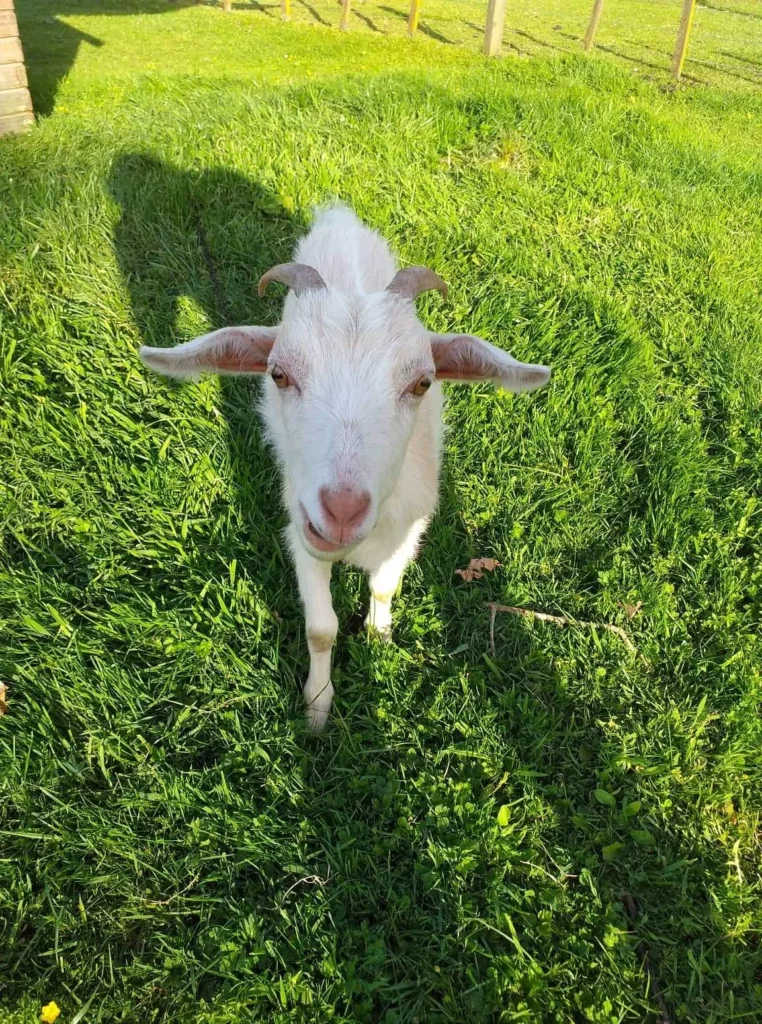 Pippin the friendly goat